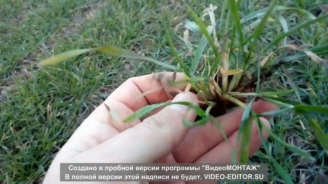 КУБУС. Озима пшениця. Оце так кушчення.. смотреть онлайн