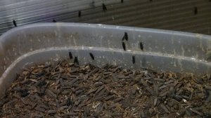 Черная Львинка сезон открыл. 17.02. 2025.