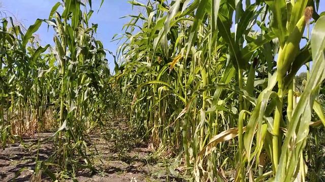 Колосится кукуруза, 7 августа 2020 г. #село#кукуруза#лето смотреть онлайн
