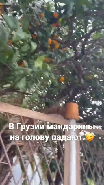 В Грузии мандарины 🍊 падают на голову!!! Батуми 2022. Тбилиси 2022. смотреть онлайн