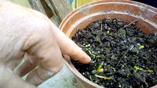 Quels sont les meilleures tomates cerises a semer ? смотреть онлайн