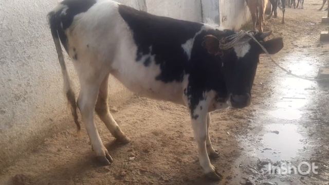 Шардара Мал базары. Бүгінгі ірі қара малдардын бағалары.08.04.2023. смотреть онлайн