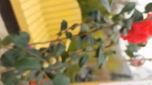 Kamelya Fidanı Katmerli Kırmızı Camellia japonica Kramers Supreme, +100 cm, +5 Yaş İTHAL, Saksıda смотреть онлайн