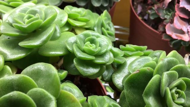 Aeonium ‘Lily Pad’