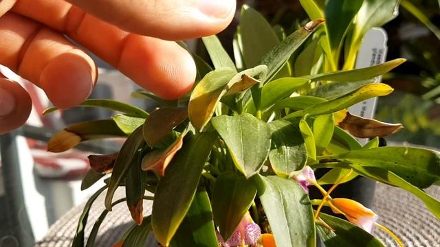 Цветение Masdevallia Confetti