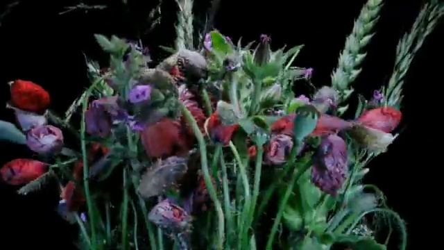 Time Lapse Flower Compilation360p H 264 AAC смотреть онлайн