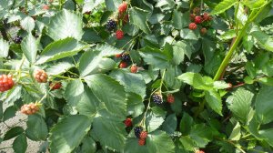 А давайте сделаем саженцы соседям?