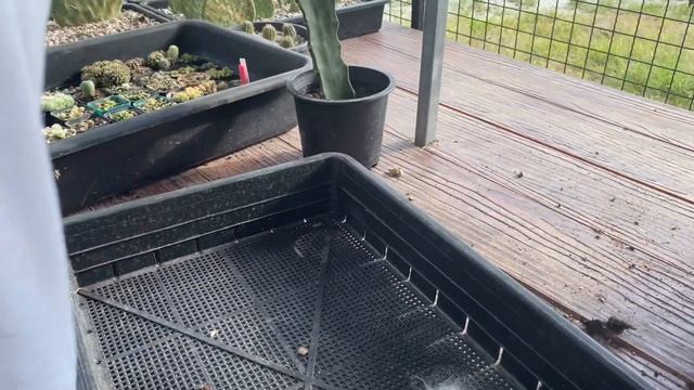 เด็ดหน่อซุปเปอร์บา เอามาทำต้นแม่ไว้ขาย | mammillaria hahniana v.superba | 27 เมษายน ค.ศ. 2021 смотреть онлайн