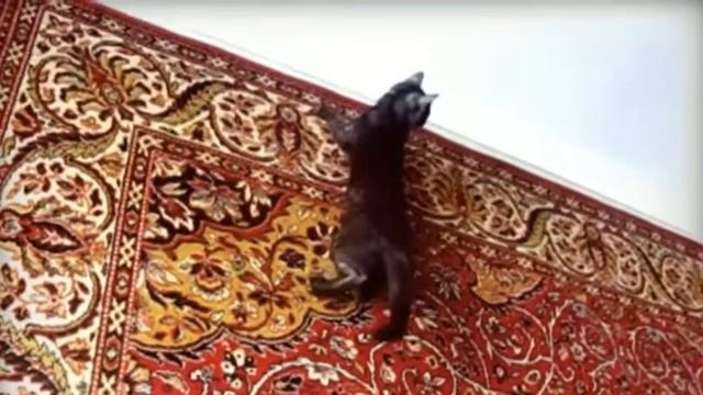 Chuvak and КОВЁР смотреть онлайн