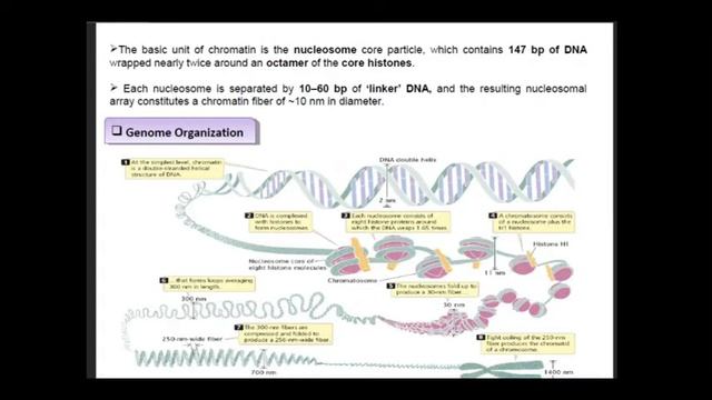 Histone Proteins
