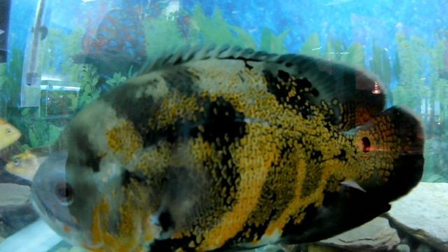 Astronotus Ocellatus.