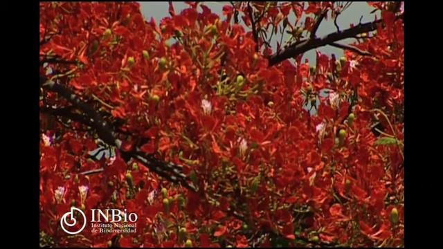 Plantas Fabaceae Delonix regia смотреть онлайн