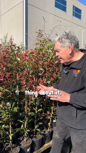 A Hedge that turns BRIGHT Red with New Growth! Photinia Red Robin! смотреть онлайн