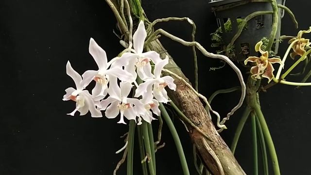 Paraphalaenopsis laycockii VS labukensis смотреть онлайн