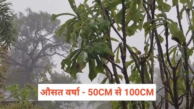 मध्य प्रदेश का सबसे महत्वपूर्ण आम का किस्म | popular mango variety for madhya pradesh смотреть онлайн