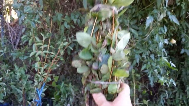 Саженцы жимолости, 2-летки, ОКС смотреть онлайн