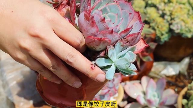 超弗乒乓福娘勞倫斯餃子皮夏天這顏值驚艷了但枯葉黑腐化水得注意 смотреть онлайн