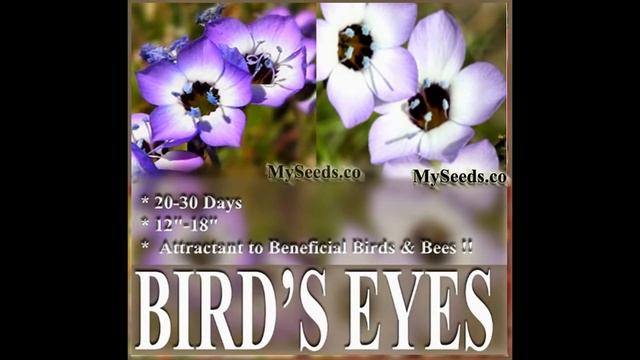 Bird's Eyes Flower Seed - Gilia Tricolor FLOWER SEEDS On  Www.MySeeds.Co