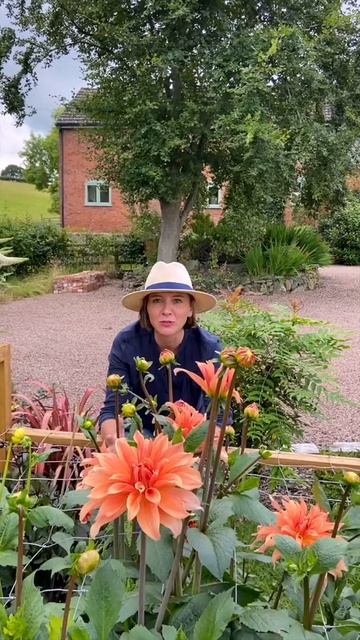 Babylon Bronze Dahlia #shorts смотреть онлайн