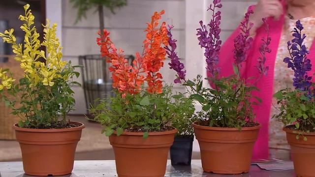 Cottage Farms 4-Piece Hummingbird Mint Live Plants on QVC смотреть онлайн