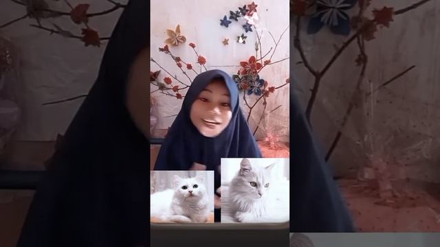 WOW INI LOH KUCING YANG TERLUCU DI DINIA!! смотреть онлайн