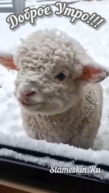 Доброе Утро!!!.mp4 смотреть онлайн