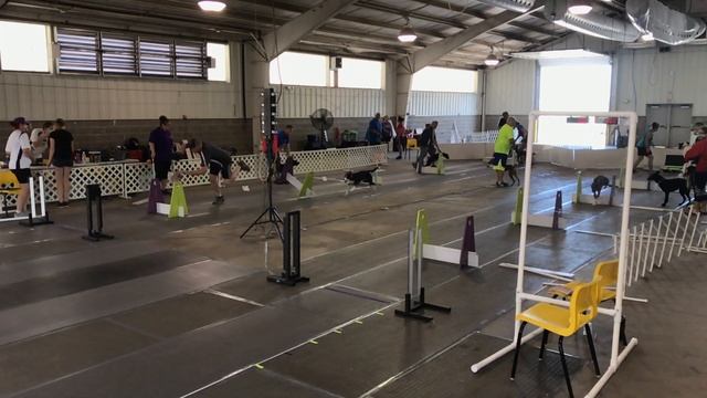 High Velocity - Eric (Flyball Ballet Lessons 101) смотреть онлайн