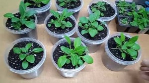 Перевалка петунии в горшки большего размера.