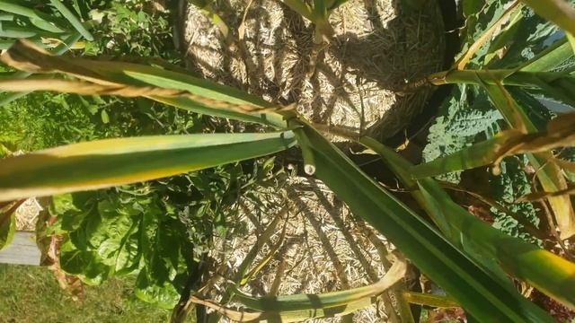 Harvesting Your Garlic - The Definitive Guide For Beginners смотреть онлайн