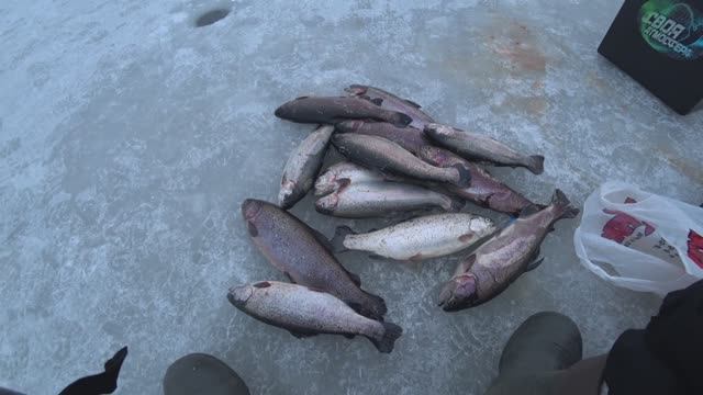 ДИКИЙ ЖОР ФОРЕЛИ КЛЮЁТ КАК ИЗ ПУЛЕМЁТА смотреть онлайн