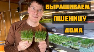 Как вырастить траву для животных? Выращиваем микрозелень пшеницы