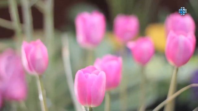 Florería - Colonia Cuauhtemoc, México - Arte y Detalle смотреть онлайн