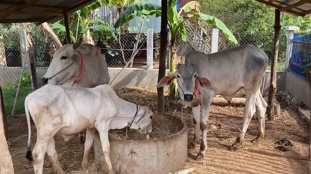 Amazing Cooking Skills, Seyhak Harvest Corn And Cooking - Chef Seyhak