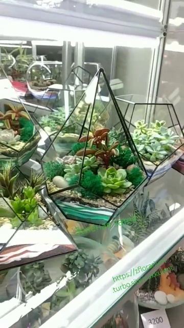 #суккуленты #минисад #йошкар #флорариум смотреть онлайн