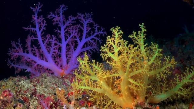 Подводный мир коралловый риф часть 2  #путешествия #океан #природа