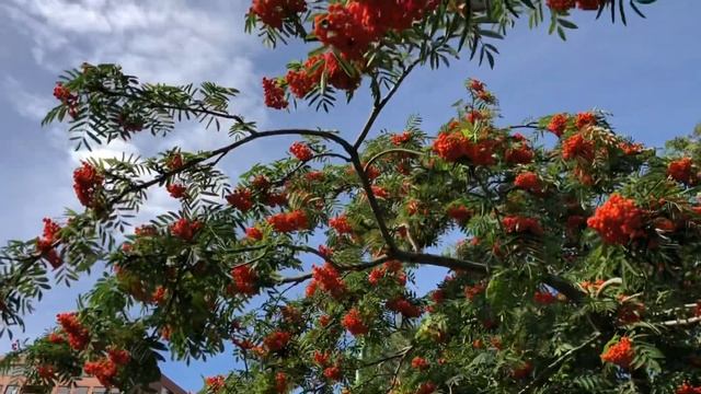 Pyracantha orange смотреть онлайн