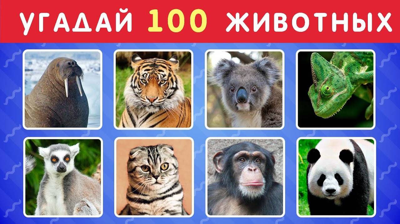 УГАДАЙ ЖИВОТНОЕ ЗА 3 СЕКУНДЫ 🐱🐺🐷🐮🦝 УГАДАЙ 100 ЖИВОТНЫХ смотреть онлайн