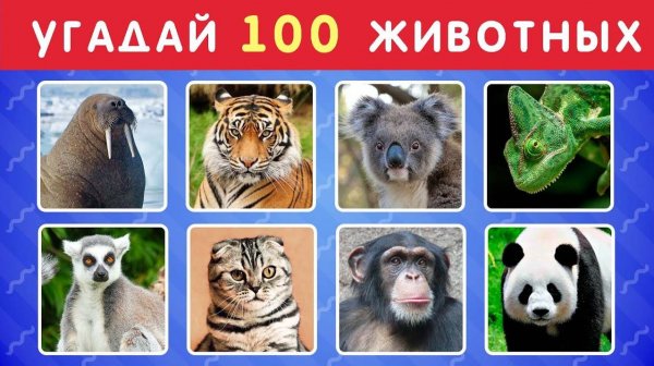 УГАДАЙ ЖИВОТНОЕ ЗА 3 СЕКУНДЫ 🐱🐺🐷🐮🦝 УГАДАЙ 100 ЖИВОТНЫХ