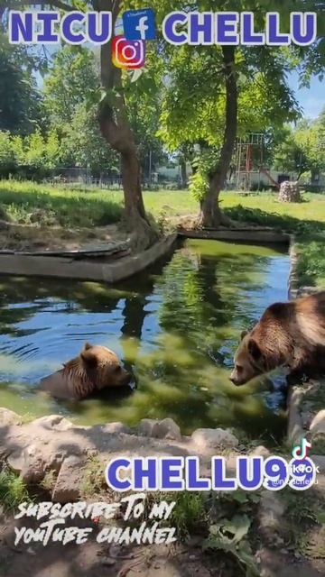 BROWN 🐻BEARS🐻 IN THE 🏞WATER | ROMANIAN🇷🇴ZOO смотреть онлайн