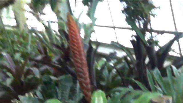 !!!Como hacer flores comparte viaje al jardín botánico más grande del mundo 29 !!! смотреть онлайн