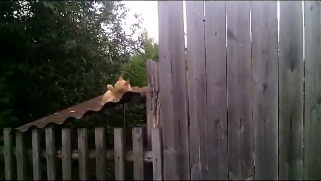 наш любимый ноев ковчег смотреть онлайн