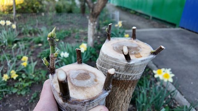 Прививка Инжира на Тутовник смотреть онлайн