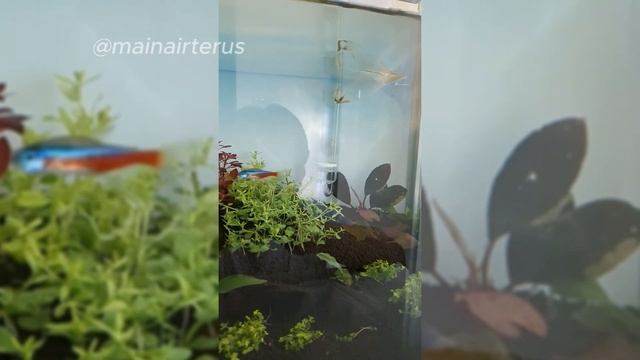 Hasil trimming pertama rotala hra dan rotala green, gimana hasilnya ?? смотреть онлайн