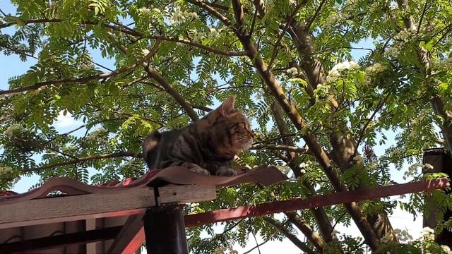 Кот гуляет по крыше. смотреть онлайн