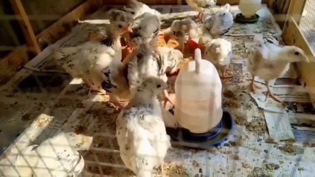 Chicks Eyes Disorders, Cause, Prevention, Care and TREATMENT | Dr. ARSHAD смотреть онлайн
