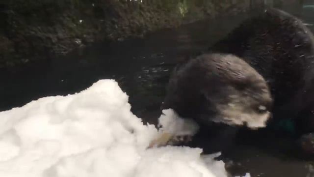 Слон увидел снег первый раз в жизни! смотреть онлайн