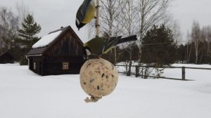 Жировой шар для птиц / ЗВЕНТА/