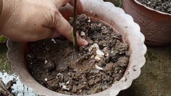 How I Propagate Caladium or repot my Caladium Thai Plant