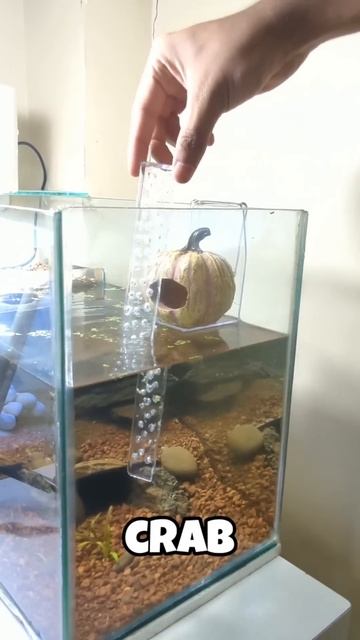 New Floating home for my CRAB! #shorts #ytshorts смотреть онлайн
