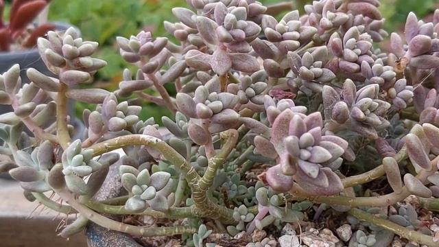 잘 익은 복숭아빛으로 물들고 있는 오팔리나~succulent смотреть онлайн